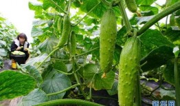 太原市网红吃小瓜的店在哪